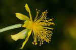 Bushy St. Johnswort